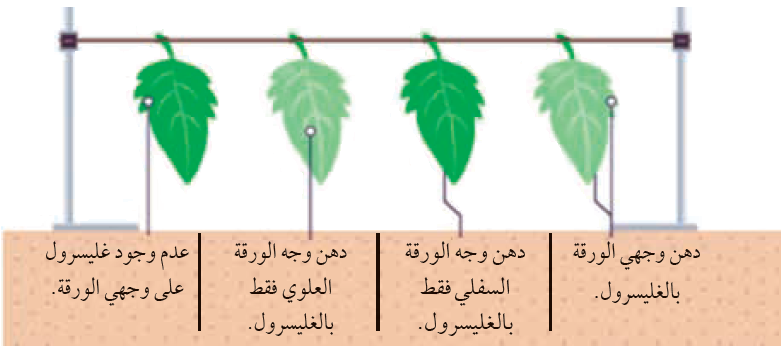 العلوم الحياتية للصف الحادي عشر العلمي